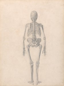 Vergelijkende anatomische expositie van de structuur van het menselijk lichaam met die van een tijger en een koe door George Stubbs